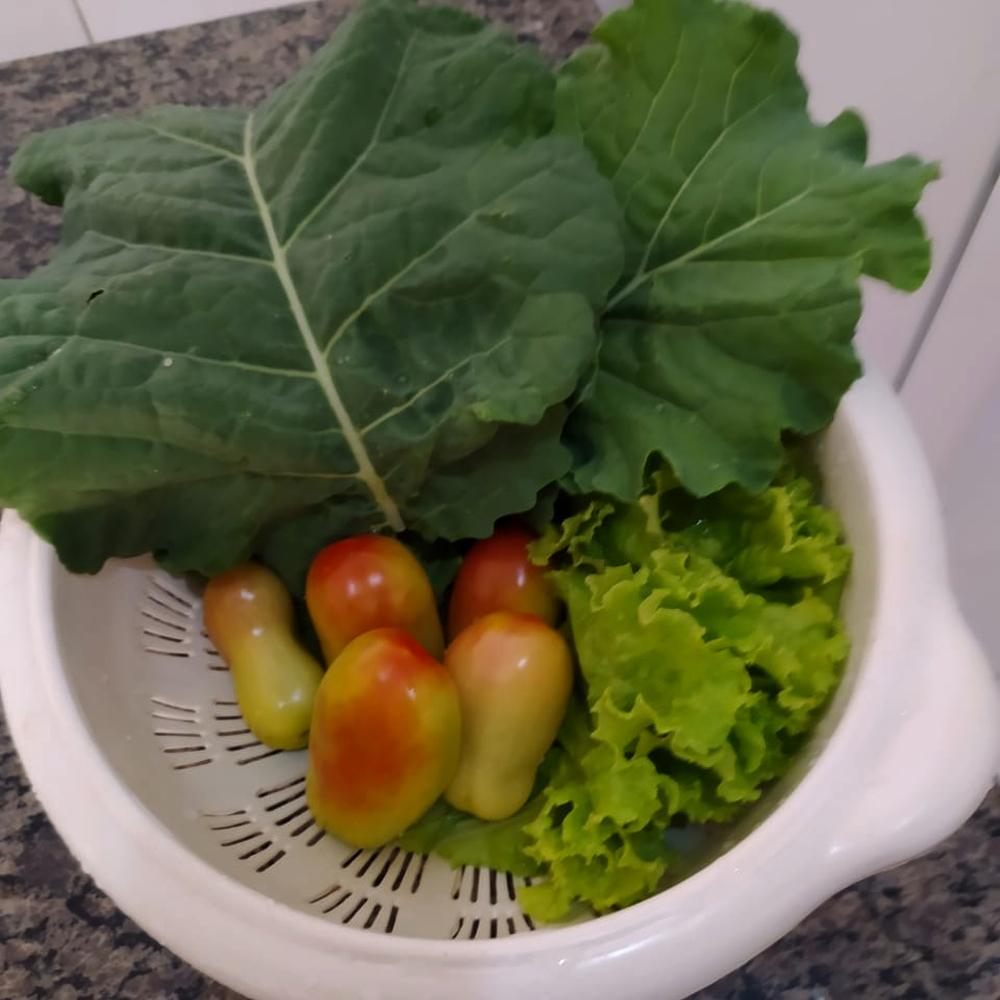 Bacia com tomates, alface e outras folhas recém colhidas